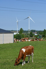 Poster - planète environnement agriculture elevage bovin vache lait climat bio agricole viande eolienne energie