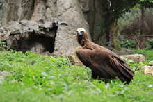 Aegipius Monk. Black Vulture In The Zoo. Keeping A Wild Bird Of Prey