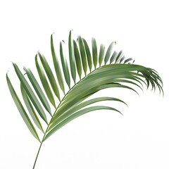 Coconut leaves abstract green nature tropical leaves palm trees. Summer concept isolated on white background. 3D Rendering