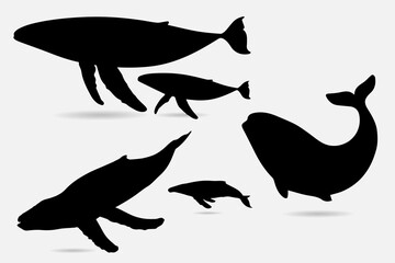 Wall Mural - Collection of whale silhouette vector illustration.