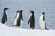 Adelie Penguins fight on ice in Antarctica