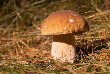 Canvas Print - Big beautiful porcini mushroom growing in forest. Edible mushroom lit by bright sun