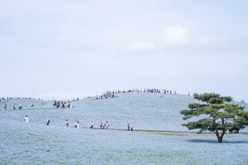 茨城県ひたちなか市のネモフィラ畑