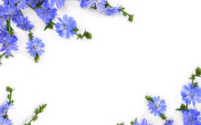 Blue Flowers Chicory ( Cichorium Intybus ) On White Background With Space For Text. Top View, Flat Lay