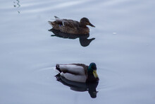 Ducks In Winter Pond