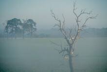 Misty Morning Landscape With Trees.