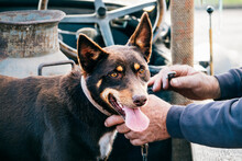 Hands Clipping Chain On To Kelpie Dog In Ute.
