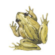 Watercolor illustration with vintage little green frog isolated on white background. Swamp collection.