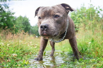 Wall Mural - Dog in the rain walking in park