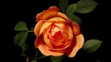 Time Lapse Footage Of The Blooming Of Beautiful Orange Color Rose Flower From Bud To Full Blossom, Isolated On Black Background Close Up View.