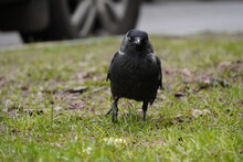 Jackdaw On A Road