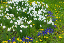 White Daffodils, Yellow Dandelions And Blue Muscari Bloom In The Garden. Large Field Of Flowers. Spring White Yellow And Blue Flowers.