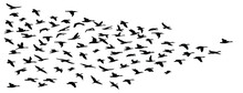 Vector Illustration Of A Flock Of Flying Birds.