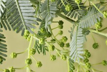 Close-up Of Cootamundra Wattle (Acacia Baileyana) In Bud With Foliage. Australian Native Plant.
