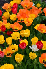 Wall Mural - Colorful blooming tulips in the garden on a sunny spring day. Natural texture and defects of the petals. Selective focus. Photos without processing and retouching
