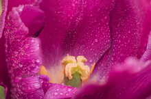 Bright Pink Tulip Flower After Rain Macro