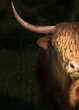 Halb-Portrait Schottisches Hochland Rind Bulle scottish highland cow