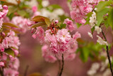 kwitnąca wiśnia japońska z gałązkami w pięknych kolorach