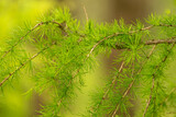 Fototapeta  - gałązka zielonego modrzewia w lesie