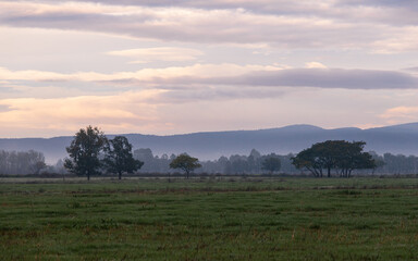 Wall Mural - Field of trees and mountain with fog.