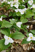 Cluster Of Wild Great White Trillium Spring Flowers Ground Cover Trillium Grandiflorum On The Forest Floor With Dead Leaves