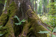 Krokar primeval, virgin forest in Kočevje, Slovenia. Year 2021 