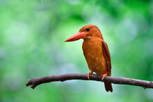 Front Or Chest View Of Ruddy Kingfisher, Bright Brown With Big Red Beaks Bird Perching On Wooden Branch Over Green Blur Background