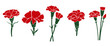 Carnation Flower Vector Set. Vector illustration.