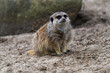 The meerkat (Suricata suricatta) or suricate is a small mongoose found in southern Africa.