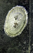 Eine Meerwasserschnecke, Napfschnecke an der Rückwand eines Aquariums.