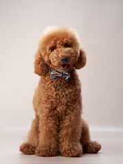 Wall Mural - curly dog on a beige background. Portrait red poodle in the studio