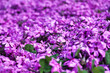 Many tiny violet verbena flowers
