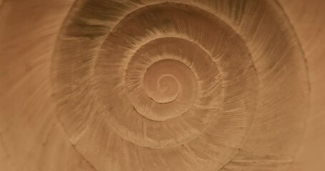 Poster - Rotating closeup of gastropod shell