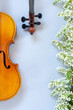 Close up of Branch of blossoming bird cherry and two old violins on light gray background.