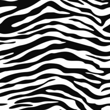 Zebra Seamless Pattern, Black Stripes On White Background, Vector Texture For Textile.
