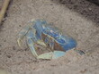 © Debora - Caranguejo é uma espécie que tolera extremamente bem diferentes gamas de salinidade, este caranguejo pode ser encontrado tanto na zona costeira como em  zonas de água salobra e baixa salinidade.