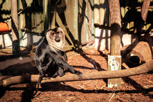 Lion-tailed Macaque, Macaca Silenus, Wanderoo Black Monkey Sitting On A Branch, ZOO Liberec, Czech Republic