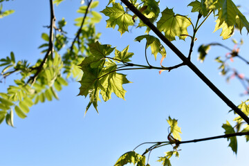 Sticker - Green juicy leaves of mountain ash in spring in the sunset rays of the sun