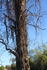 Wall Mural - tree in the park