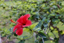 Crete Red Flower