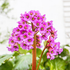 Wall Mural - Bright and showy Bergenia crassifolia cone-shaped flowers close up with green leaves on background.