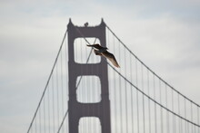 Seagull Golden Gate Bridge