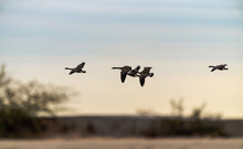 A Small Flock Of Canadian Geese Fly Over The Horizon At A Beach In Chicago.