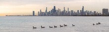 Panorama Of A Flock Of Canadian Geese Swimming In Front Of The Chicago Skyline During Sunrise In Autumn.