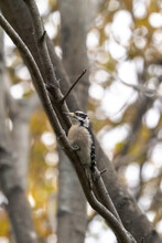 A Close-up Wildlife Bird Photograph Of A Male Downy Woodpecker Perched On A Branch In The Woods With Other Trees Blurred In The Background In The Midwest.