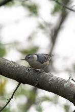 A Close Up Wildlife Bird Photograph Of A Female White-breasted Nuthatch Perched In A Tree Branch In A Forest Preserve In The Midwest.