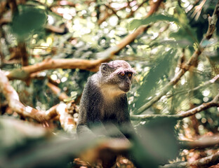 Sykes white-throated Monkey in Zanzibar