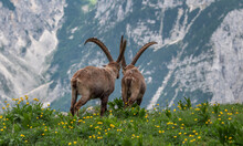 Alpine Ibex Goat In The Mountains In The Morning
