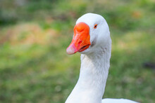 White Domestic Goose Or Anser Cygnoides Domesticus. Portrait Of Goose