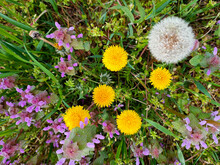 Wildflowers Yellow Dandelions And Lilac Nettle Flowers On Green Grass Background, Top View